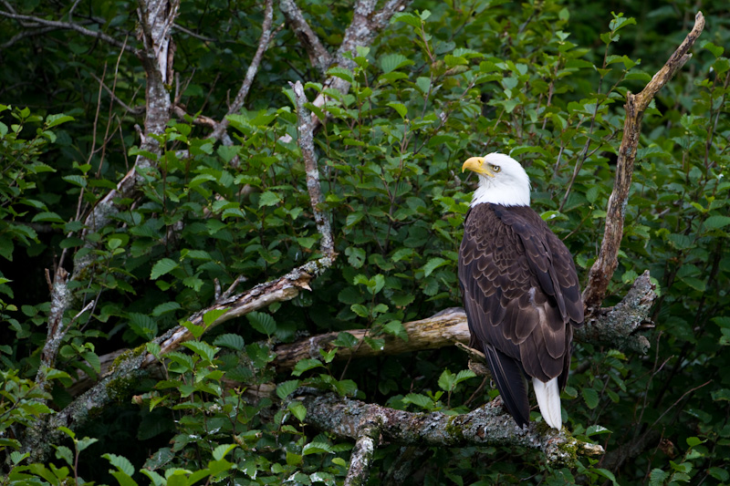 Bald Eagle